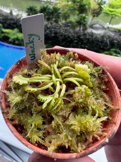 (Category: ) located in . Submitted by vftgardener (Listing ID 1313446745, Image 1). Description: .