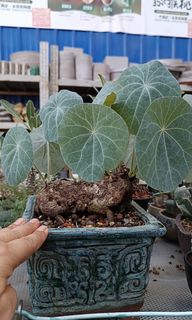（分類：）位於 。 由 imson_8 提交（商品編號 1313655941，圖片 1）。簡介： 。