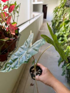 (Category: ) located in . Submitted by dan_plants (Listing ID 1313731280, Image 1). Description: .