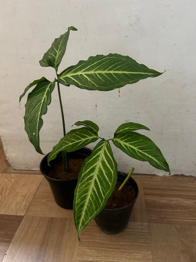 Syngonium (Category: Plants & Seeds) located in Mandaluyong City. Submitted by stuff_coollection (Listing ID 1313655165, Image 3). Description: Arrowhead plant Black pot - 100php Brown pot - 300php Benefit: Arrowhead plant bring positive energy at home 🌱.