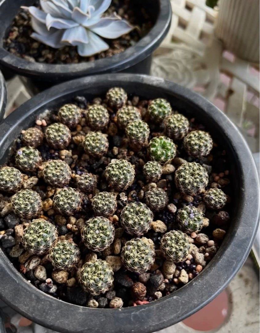 Frailea Uhligiana Cactus Plant (Category: Plants & Seeds) located in Taytay. Submitted by urban.bodega (Listing ID 1313787972, Image 2). Description: Frailea Uhligiana Cactus Plant for sale! Php 50 With freebies Shipped no pot no soil Already producing seeds Seed grown. Will be picked randomly SF c/o buyer Grab or Lalamove Ok for door pick up MOP : Gcash or Maya All sales final No return. No exchange.