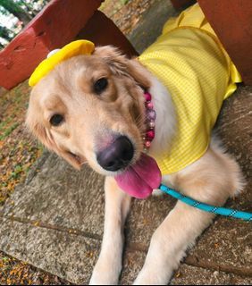 Big Dog Clothes dress Big breeds Golden Retriever, labrador, husky