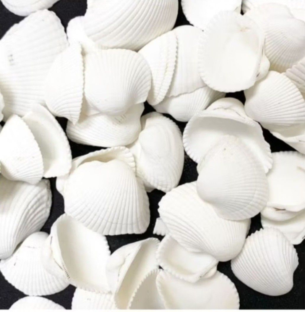 Clam Seashells (300 g) (Category: Craft Supplies & Tools) located in Naic. Submitted by blikitiplix (Listing ID 1313921622, Image 1). Description: good for arts and crafts.