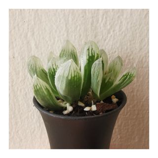 (Category: ) located in . Submitted by HomeGreenery (Listing ID 1313823464, Image 1). Description: .