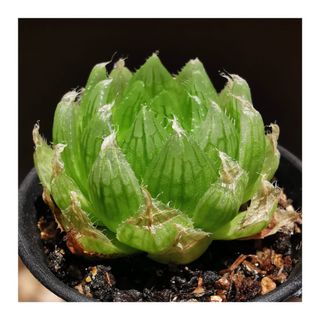 (Category: ) located in . Submitted by HomeGreenery (Listing ID 1313823187, Image 1). Description: .