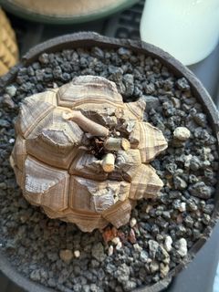 新品 TRIGGER & KIKKO 吉光窯 限定 植木鉢 HUSIME XL 新品 TRIGGER & KIKKO 吉光窯 限定 植木鉢 HUSIME XL