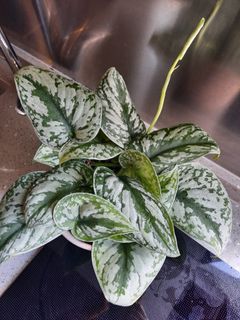 （分類：）位於 。 由 o_achan 提交（商品編號 1026353624，圖片 1）。簡介： 。