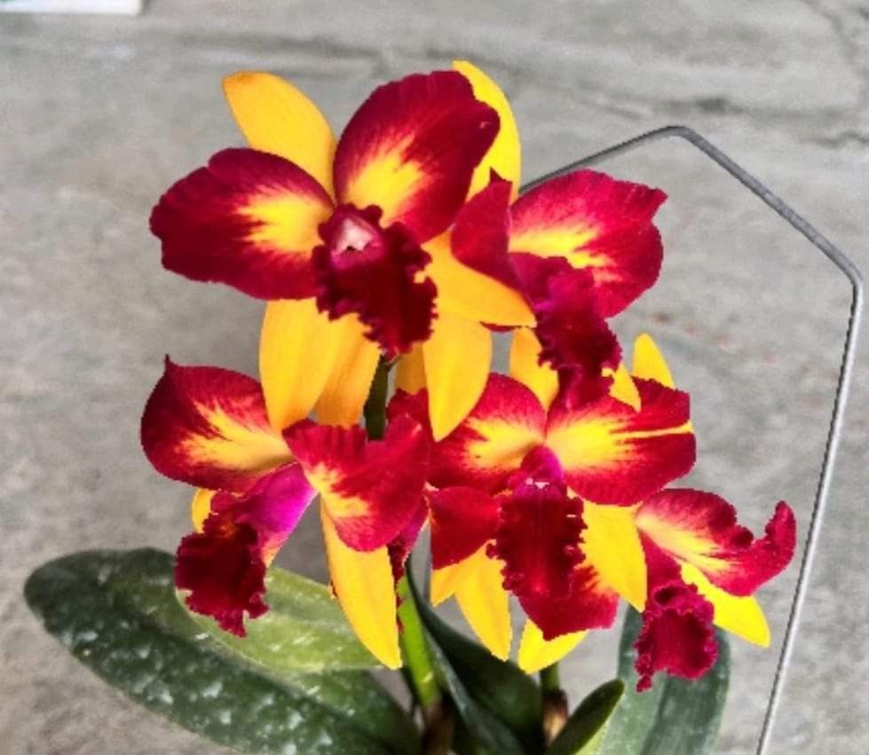 Smiley Teddy Bear, Furniture Home Living, Gardening, Plants