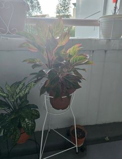 (Category: ) located in . Submitted by rohit18jain (Listing ID 1313973687, Image 1). Description: .