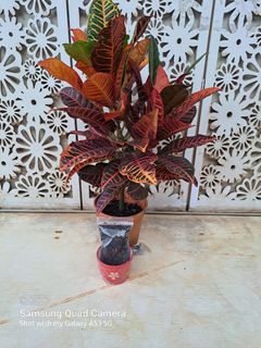 (Category: ) located in . Submitted by insri (Listing ID 1314069631, Image 1). Description: .