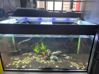 (Category: ) located in . Submitted by puajasvan2774 (Listing ID 1314080837, Image 1). Description: .