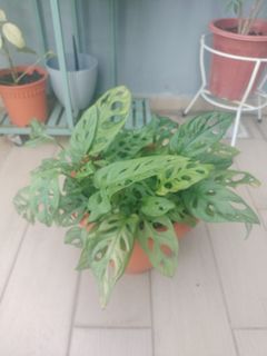 (Category: ) located in . Submitted by berms (Listing ID 1314077450, Image 1). Description: .