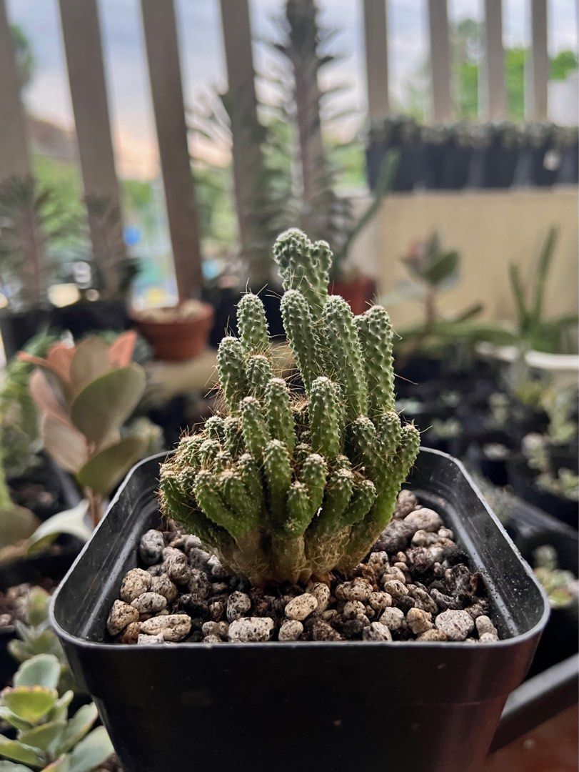 No ID Crested Monstrose Cactus Plant (Category: Plants & Seeds) located in Taytay. Submitted by urban.bodega (Listing ID 1313978596, Image 1). Description: No ID Crested Monstrose Cactus Plant for sale! Php 70 With freebies Shipped bare root. No pot no soil SF c/o buyer Lalamove / Gogo / J&T MOP : Gcash or Maya All sales final No return. No exchange.