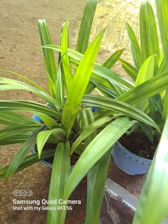 (Category: ) located in . Submitted by insri (Listing ID 1314068787, Image 1). Description: .