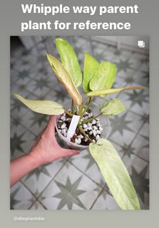(Category: ) located in . Submitted by rootingforyou (Listing ID 1314020259, Image 1). Description: .