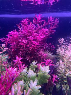 (Category: ) located in . Submitted by sasman (Listing ID 1314080294, Image 1). Description: .