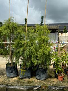 (Category: ) located in . Submitted by gardenfunfarm (Listing ID 1314057997, Image 1). Description: .