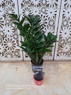 (Category: ) located in . Submitted by insri (Listing ID 1314069921, Image 1). Description: .