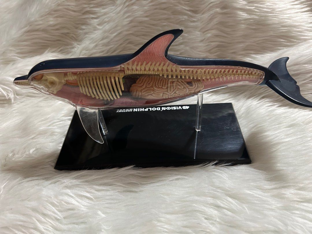 4D Vision Dolphin Anatomy Model (Category: Medical Supplies & Tools) located in Pasig City. Submitted by mixpicks (Listing ID 1314278826, Image 2). Description: 5-6” long.