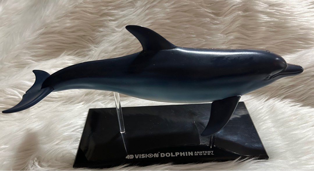 4D Vision Dolphin Anatomy Model (Category: Medical Supplies & Tools) located in Pasig City. Submitted by mixpicks (Listing ID 1314278826, Image 1). Description: 5-6” long.