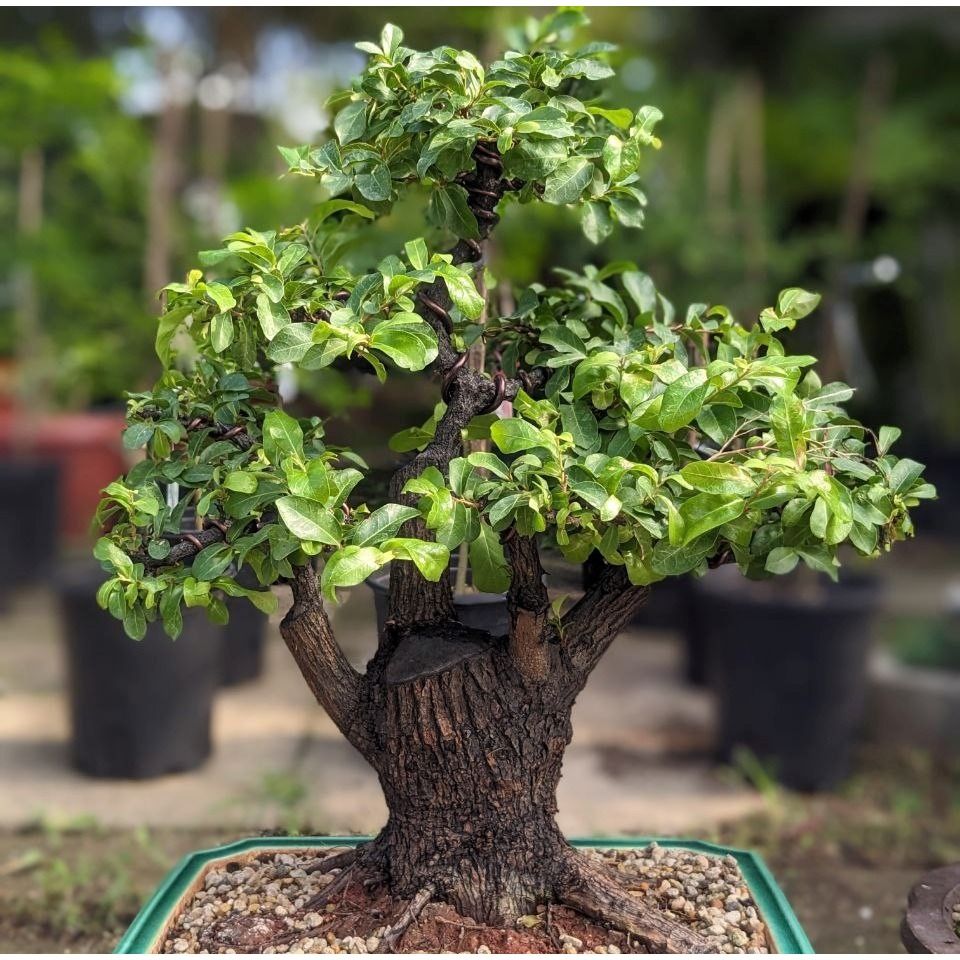 Exotic and Rare Mahogany Bonsai, Furniture & Home Living, Gardening, Plants  & Seeds on Carousell
