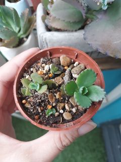 (Category: ) located in . Submitted by slowgarden (Listing ID 1314271965, Image 1). Description: .