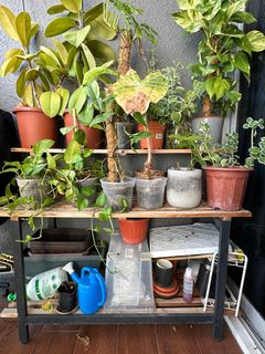 (Category: ) located in . Submitted by ht2208 (Listing ID 1314296852, Image 1). Description: .