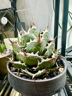 （分類：）位於 。 由 ray_roots 提交（商品編號 1314306396，圖片 1）。簡介： 。