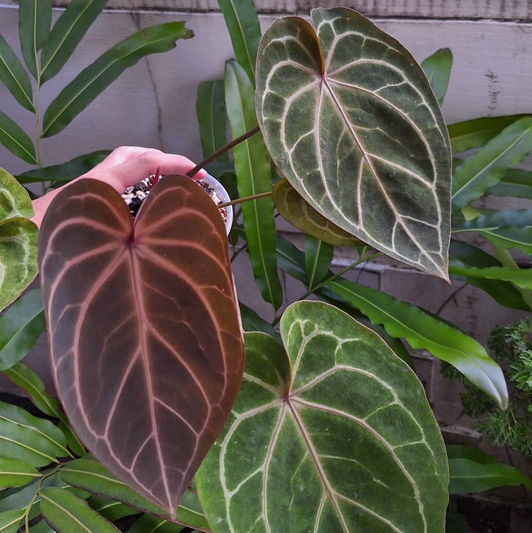 Anthurium Red Crystallinum