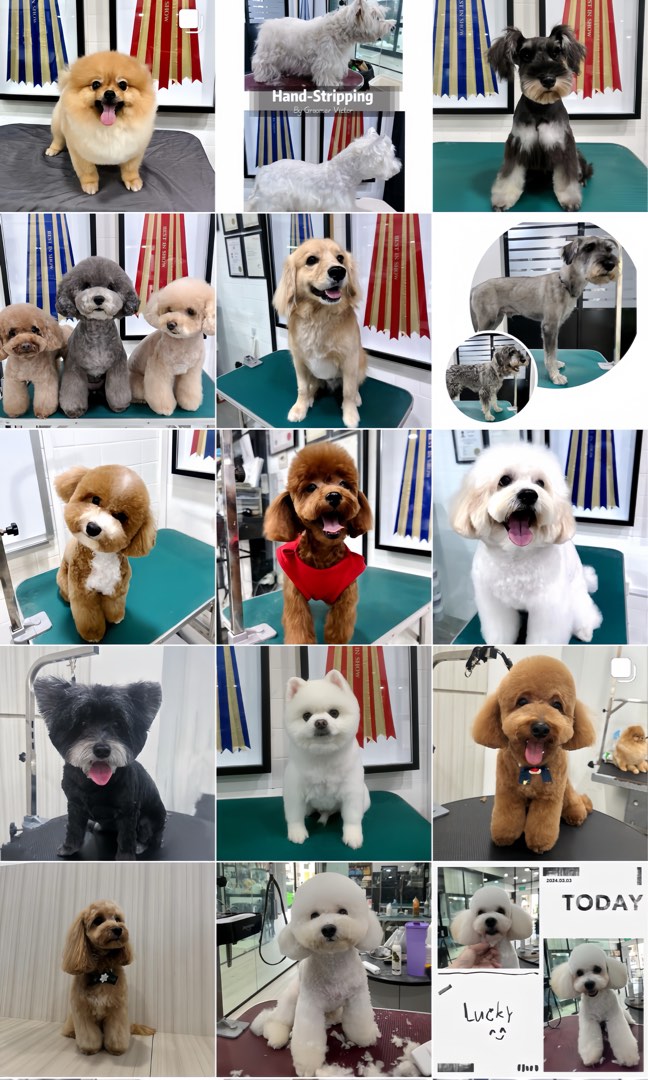 (Category: ) located in . Submitted by petgroomer.victor (Listing ID 1297492876, Image 1). Description: .