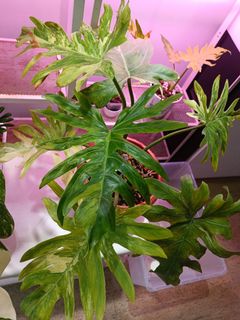 (Category: ) located in . Submitted by plantshop (Listing ID 1314435155, Image 1). Description: .