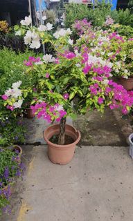 （分類：）位於 。 由 imson_8 提交（商品編號 1314683314，圖片 1）。簡介： 。