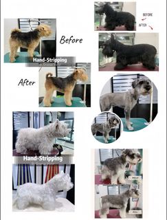 Daycare & PetGrooming Services Collection item 2