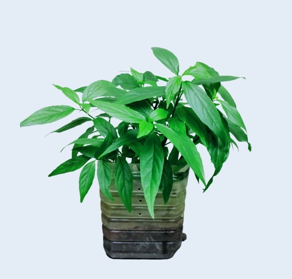 3 snake plant 3 Different Snake Plants in 4