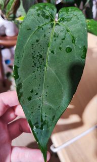 (Category: ) located in . Submitted by platyfolia (Listing ID 1314920494, Image 1). Description: .