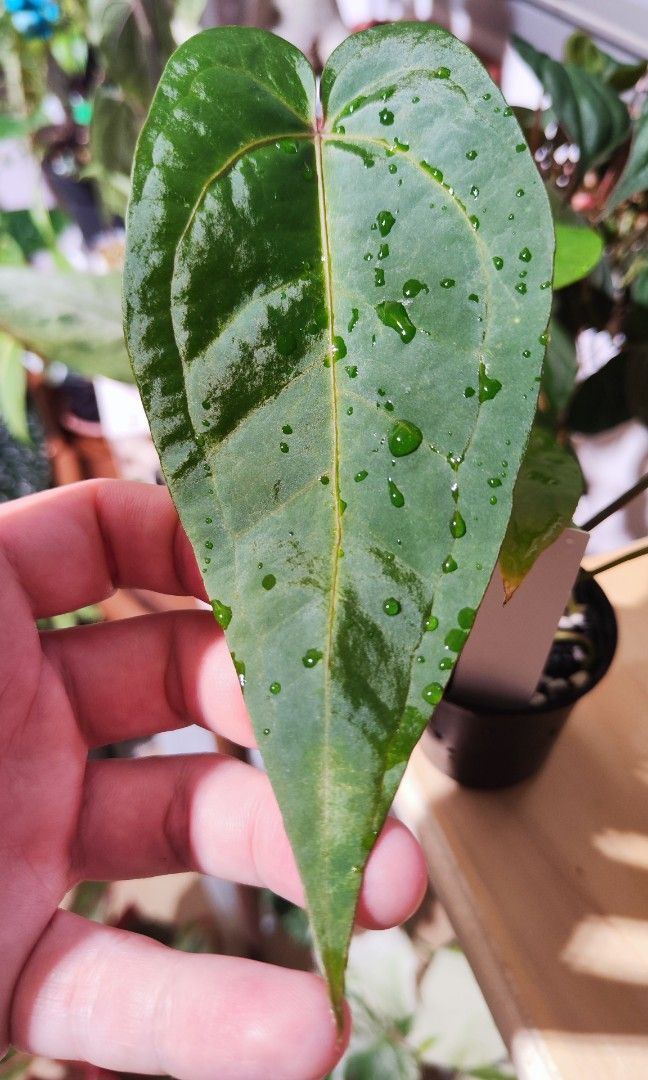 Anthurium hybrid (Magnificum x moronense) x AOS, Furniture & Home Living,  Gardening, Plants & Seeds on Carousell