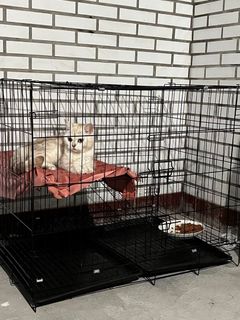 (Category: ) located in . Submitted by pawlobby (Listing ID 1315025289, Image 1). Description: .