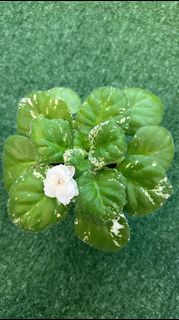 （分類：）位於 。 由 sweet5665 提交（商品編號 1315103321，圖片 1）。簡介： 。