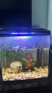 (Category: ) located in . Submitted by aronana (Listing ID 1314967017, Image 1). Description: .
