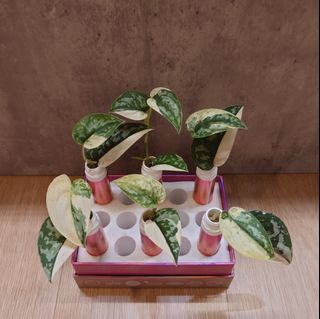 (Category: ) located in . Submitted by wanhsin (Listing ID 1315052928, Image 1). Description: .