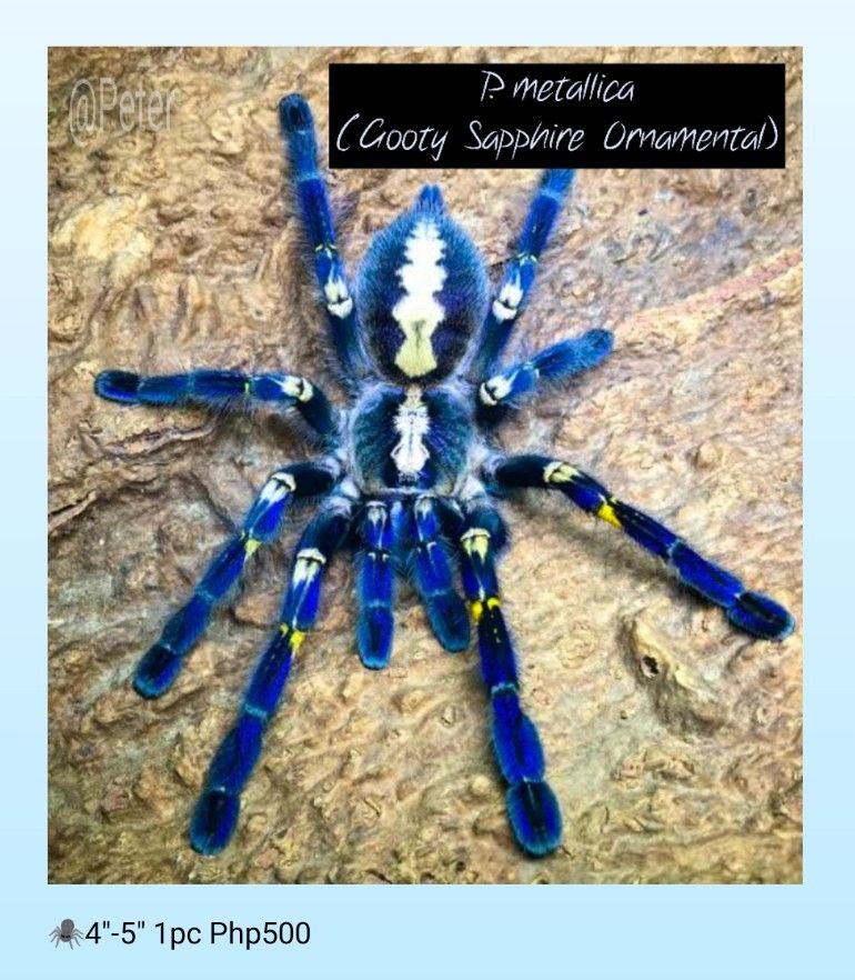 Tarantula, Scorpion and Roaches (Category: Pet Food) located in Manila. Submitted by electronicsatbphub (Listing ID 1314949496, Image 2). Description: Price indicated.
