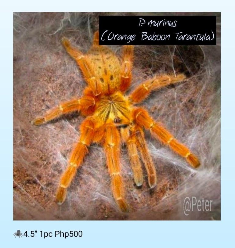 Tarantula, Scorpion and Roaches (Category: Pet Food) located in Manila. Submitted by electronicsatbphub (Listing ID 1314949496, Image 3). Description: Price indicated.