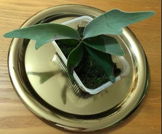 （分類：）位於 。 由 kithui66 提交（商品編號 1315275691，圖片 1）。簡介： 。