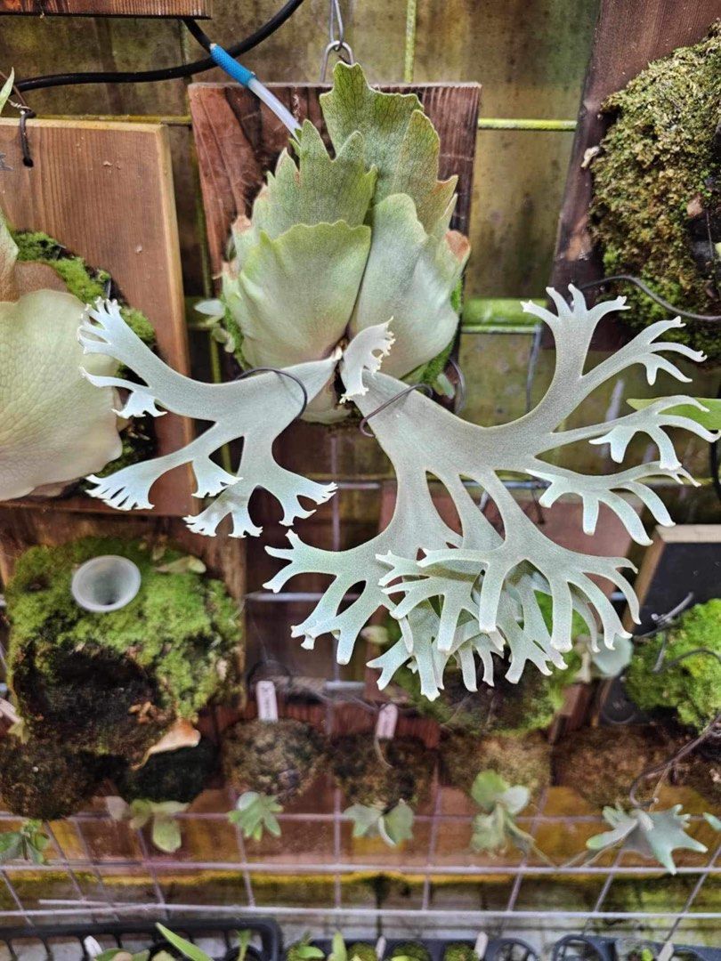 ビカクシダ OMG 胞子培養苗 うまい P.willinckii