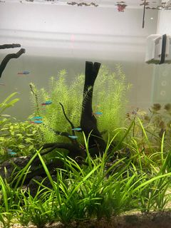 (Category: ) located in . Submitted by vileseph (Listing ID 1311963727, Image 1). Description: .
