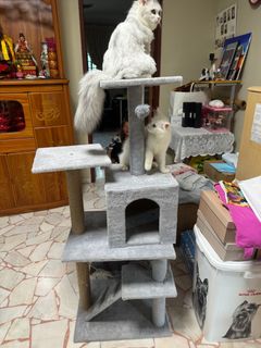 (Category: ) located in . Submitted by charxiu (Listing ID 1312000431, Image 1). Description: .