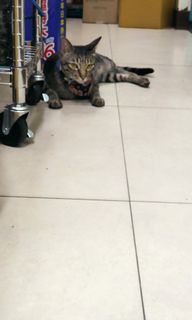 由 rin9o (刊登 ID 1312080613，圖片 1) 提交，位於 的 (類別：)，說明：。