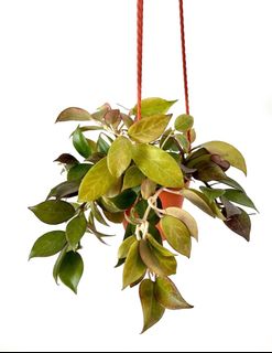 (Category: ) located in . Submitted by PlantsJoy (Listing ID 1301891813, Image 1). Description: .