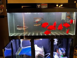 (Category: ) located in . Submitted by rev1986 (Listing ID 1312018878, Image 1). Description: .