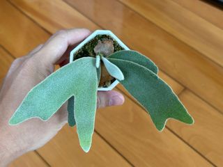 （分類：）位於 。 由 2d_garden 提交（商品編號 1315438628，圖片 1）。簡介： 。